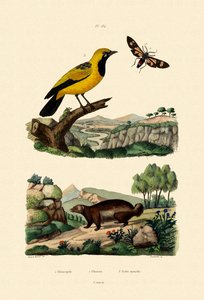 Güve, 1833-39 by French School